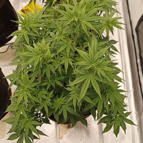 Blueberry Zkittlez Automatic growlog timeline photo
