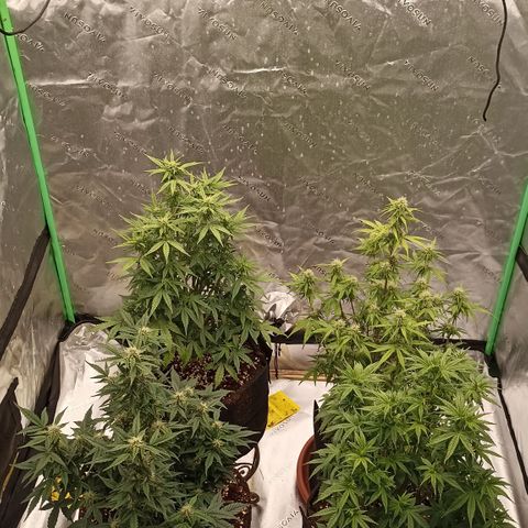 Blueberry Zkittlez Automatic growlog timeline photo
