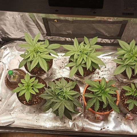 Wappa #3 growlog timeline photo
