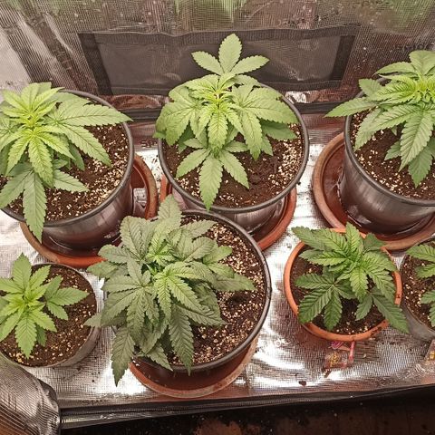 Wappa #3 growlog timeline photo