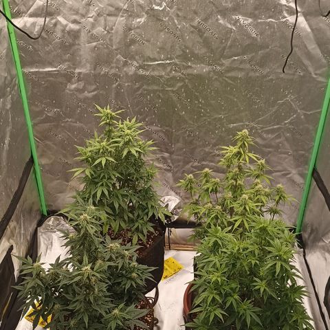 Blueberry Zkittlez Automatic growlog timeline photo