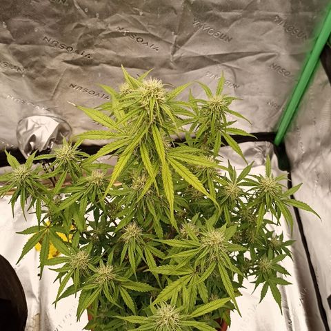 Blueberry Zkittlez Automatic growlog timeline photo