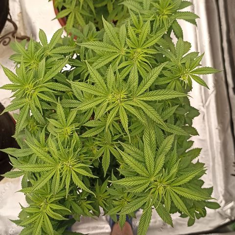 Blueberry Zkittlez Automatic growlog timeline photo