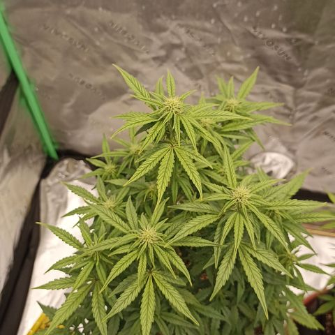 Blueberry Zkittlez Automatic growlog timeline photo