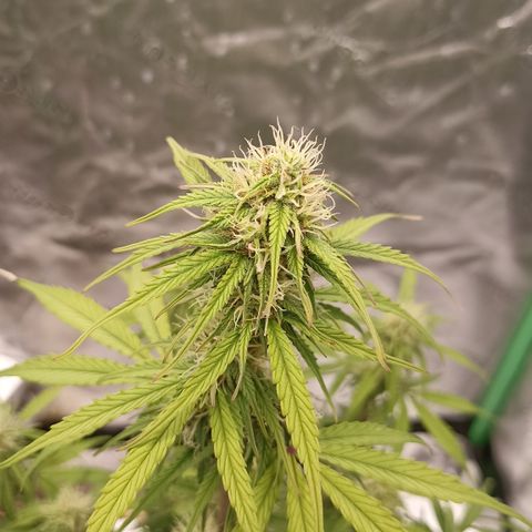 Blueberry Zkittlez Automatic growlog timeline photo