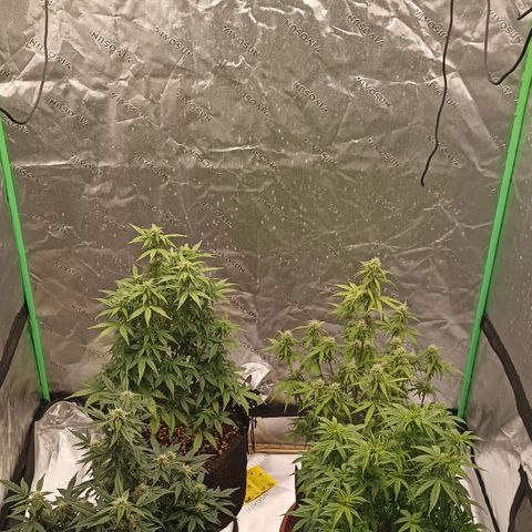 Blueberry Zkittlez Automatic growlog timeline photo