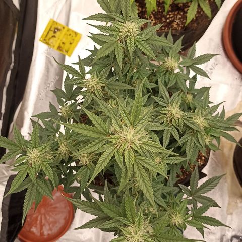 Blueberry Zkittlez Automatic growlog timeline photo