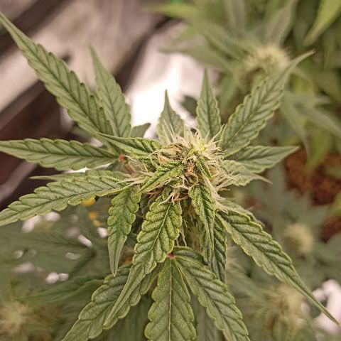Blueberry Zkittlez Automatic growlog timeline photo