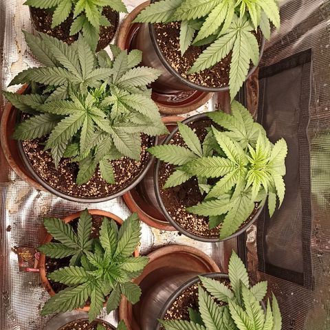 Wappa #3 growlog timeline photo