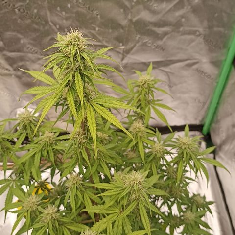 Blueberry Zkittlez Automatic growlog timeline photo
