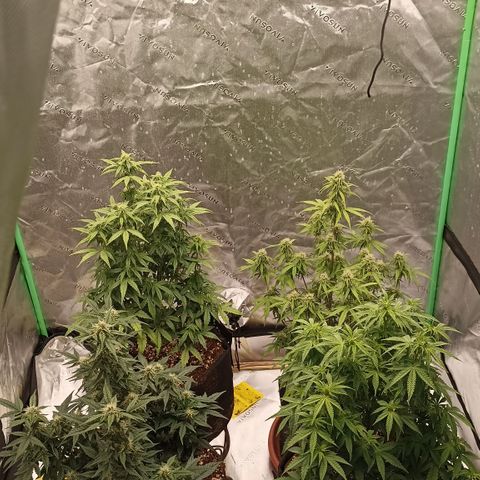 Blueberry Zkittlez Automatic growlog timeline photo