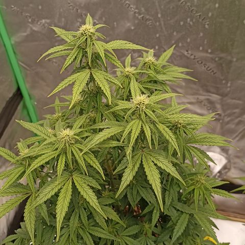Blueberry Zkittlez Automatic growlog timeline photo