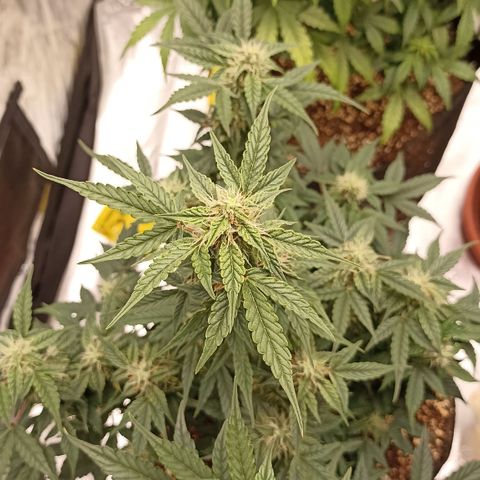 Blueberry Zkittlez Automatic growlog timeline photo