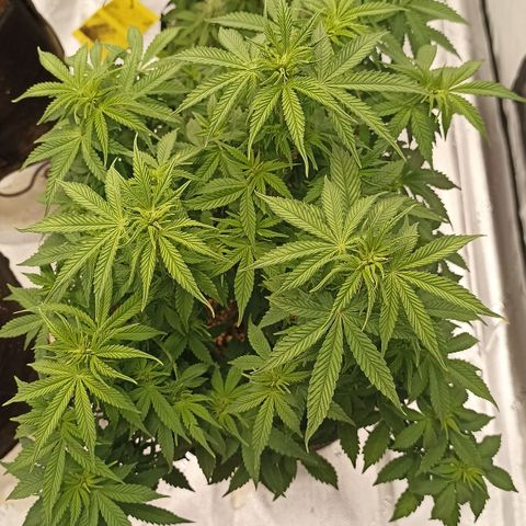 Blueberry Zkittlez Automatic growlog timeline photo