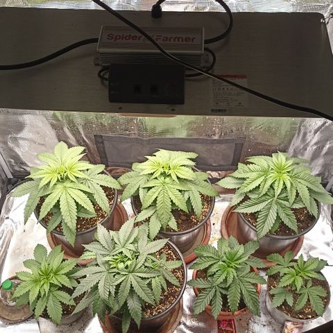 Wappa #3 growlog timeline photo