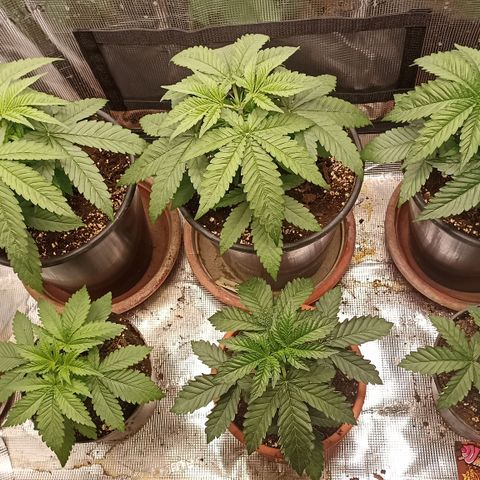 Wappa #3 growlog timeline photo