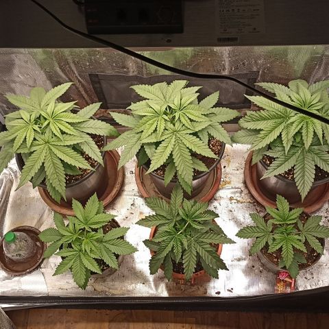 Wappa #3 growlog timeline photo