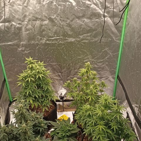 Blueberry Zkittlez Automatic growlog timeline photo