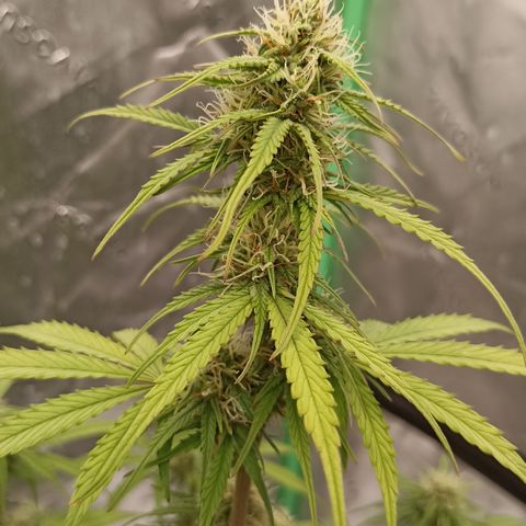 Blueberry Zkittlez Automatic growlog timeline photo