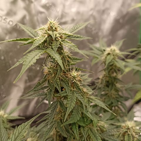Blueberry Zkittlez Automatic growlog timeline photo