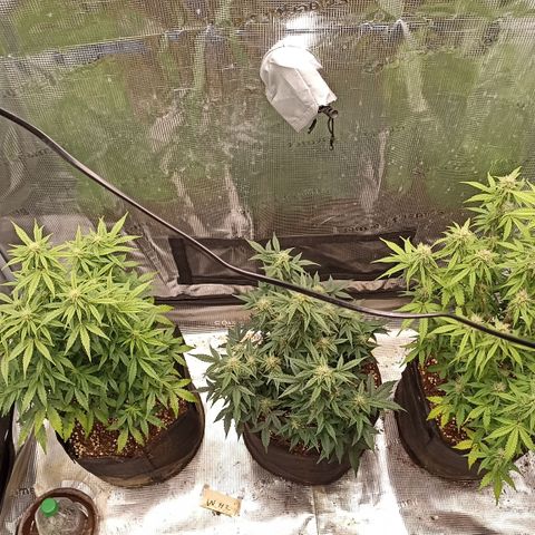 Blueberry Zkittlez Automatic growlog photo: #3 #2 #1 