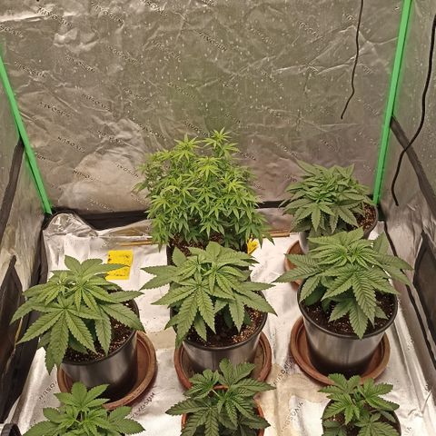 Blueberry Zkittlez Automatic growlog photo: Blueberry #4, Gelatto, Wappa #1-3, Snackpack and Sunset Paradise #2-3