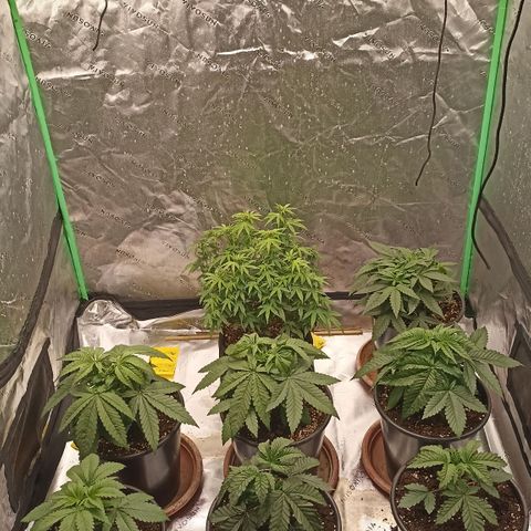 Blueberry Zkittlez Automatic growlog timeline photo