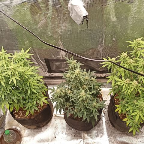 Blueberry Zkittlez Automatic growlog timeline photo