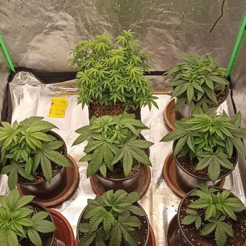 Blueberry Zkittlez Automatic growlog photo: RIP Wappa 1 & 3, rip wappa phäno hunt 
