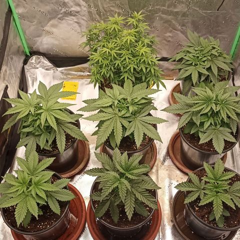 Blueberry Zkittlez Automatic growlog timeline photo
