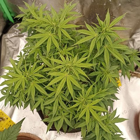 Blueberry Zkittlez Automatic growlog timeline photo