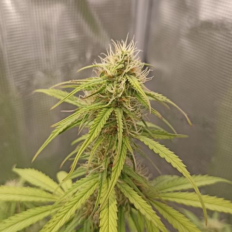Blueberry Zkittlez Automatic growlog timeline photo