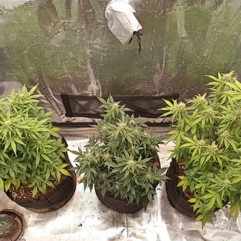 Blueberry Zkittlez Automatic growlog timeline photo
