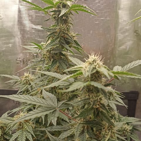Blueberry Zkittlez Automatic growlog timeline photo