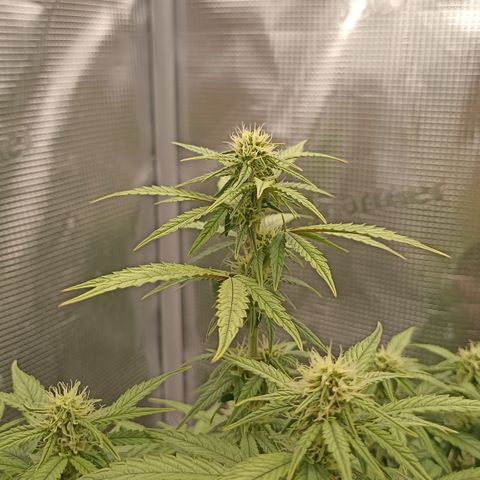 Blueberry Zkittlez Automatic growlog timeline photo