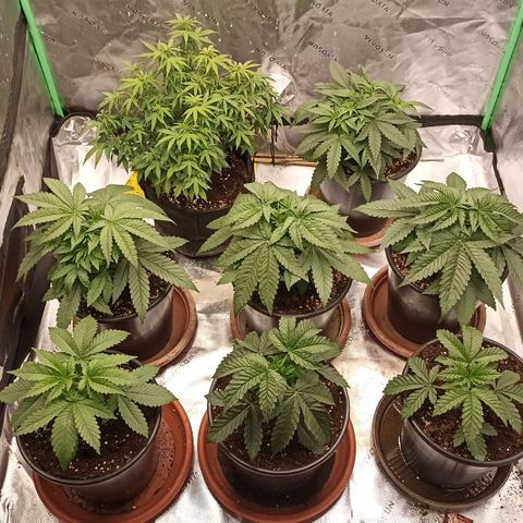 Blueberry Zkittlez Automatic growlog timeline photo