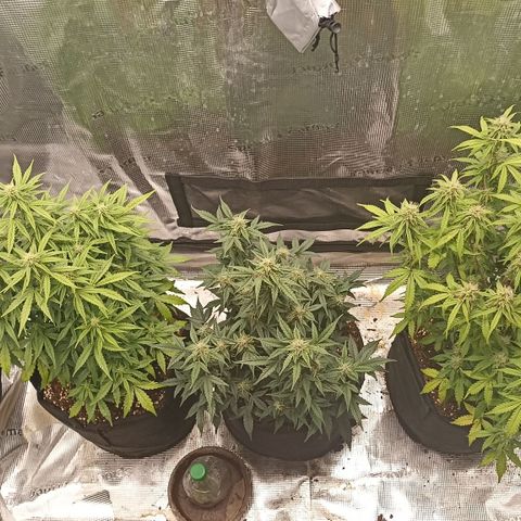 Blueberry Zkittlez Automatic growlog timeline photo