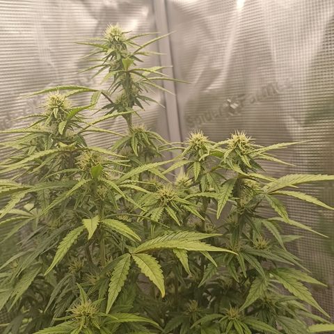 Blueberry Zkittlez Automatic growlog timeline photo