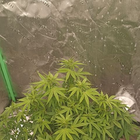 Blueberry Zkittlez Automatic growlog timeline photo