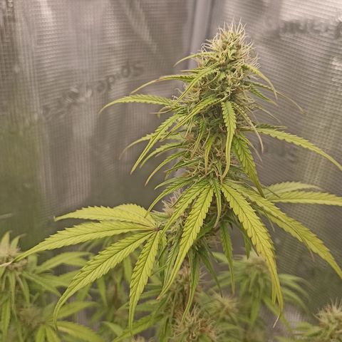 Blueberry Zkittlez Automatic growlog timeline photo