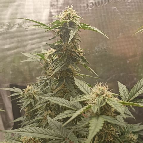 Blueberry Zkittlez Automatic growlog timeline photo