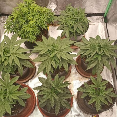 Blueberry Zkittlez Automatic growlog timeline photo