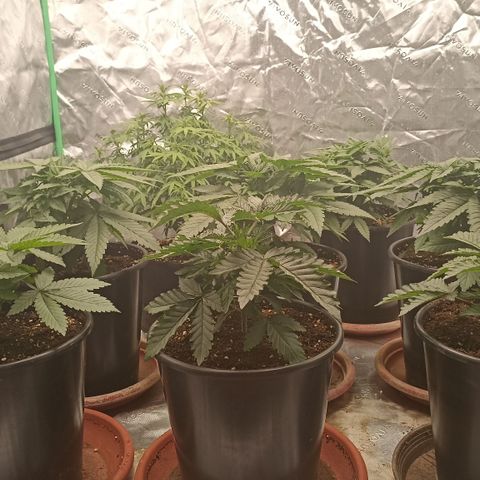 Blueberry Zkittlez Automatic growlog timeline photo