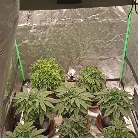 Blueberry Zkittlez Automatic growlog timeline photo