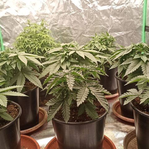 Blueberry Zkittlez Automatic growlog timeline photo