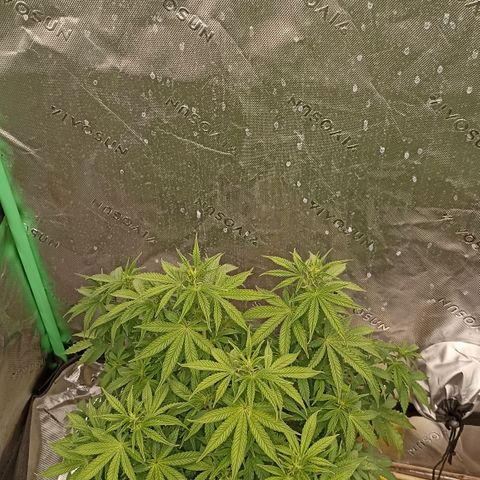 Blueberry Zkittlez Automatic growlog timeline photo