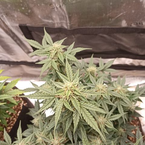 Blueberry Zkittlez Automatic growlog timeline photo