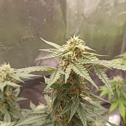 Blueberry Zkittlez Automatic growlog timeline photo