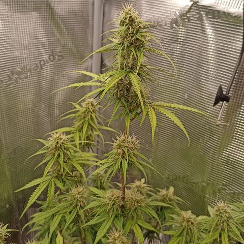 Blueberry Zkittlez Automatic growlog timeline photo