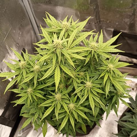 Blueberry Zkittlez Automatic growlog timeline photo
